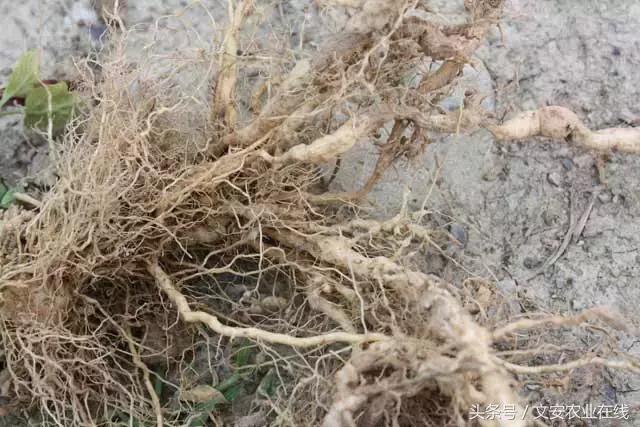 茄子的种植和管理及病虫害的防治,茄子蚜虫