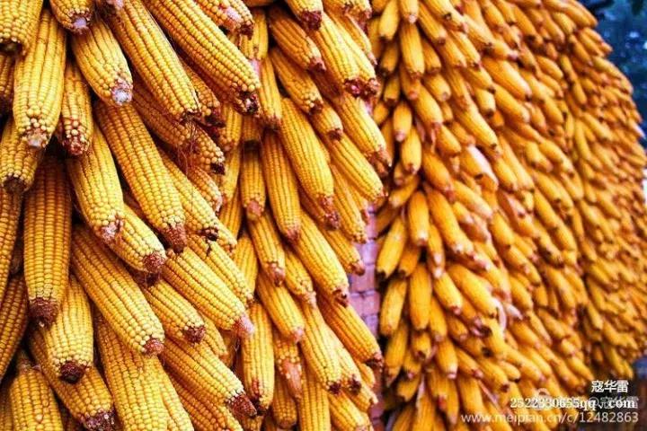 中国天然氧吧为什么是永寿,永寿槐林氧吧