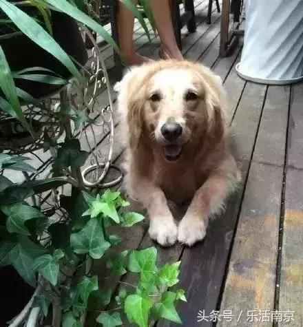 南京文艺小情调的地方,南京比较有小资情调地方