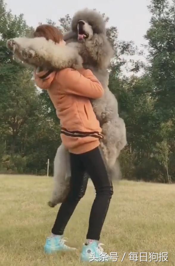 巨型泰迪排队抱主人腿,一米七高的巨型泰迪