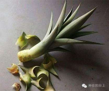 如何用各种水果的种子种植水果苗,水果种植技术水果苗