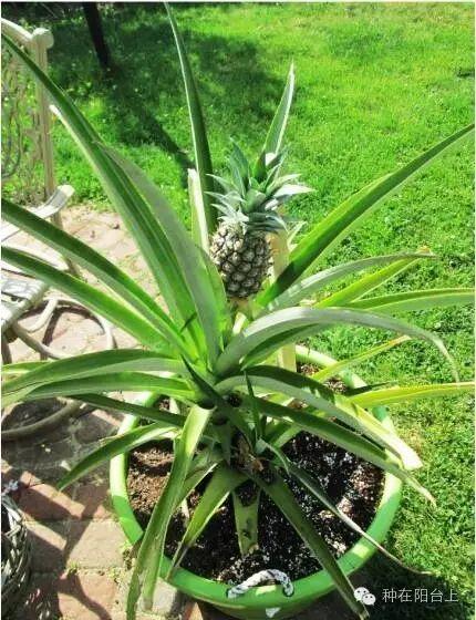 如何用各种水果的种子种植水果苗,水果种植技术水果苗