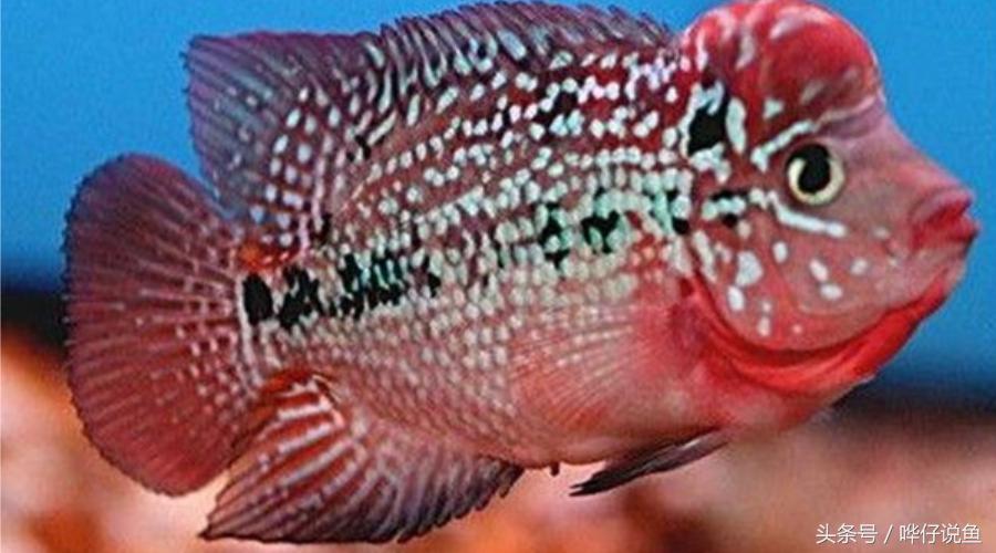 最经典的罗汉鱼,奇特罗汉鱼