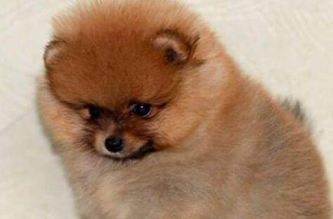 博美犬洗澡应注意什么,买博美犬要注意什么事项