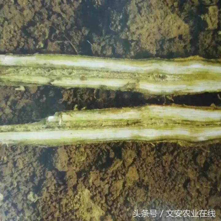 茄子的种植和管理及病虫害的防治,茄子蚜虫