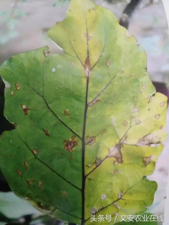 茄子的种植和管理及病虫害的防治,茄子蚜虫