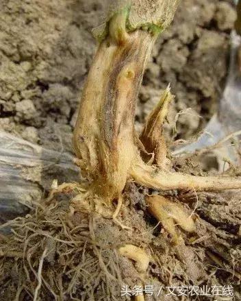 茄子的种植和管理及病虫害的防治,茄子蚜虫