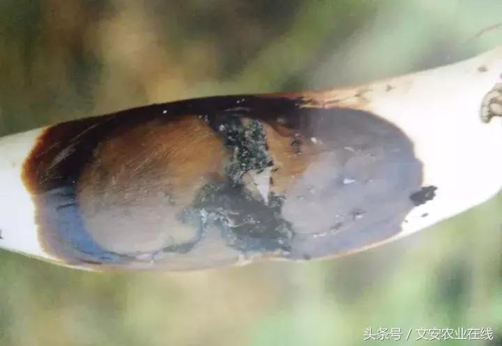 茄子的种植和管理及病虫害的防治,茄子蚜虫