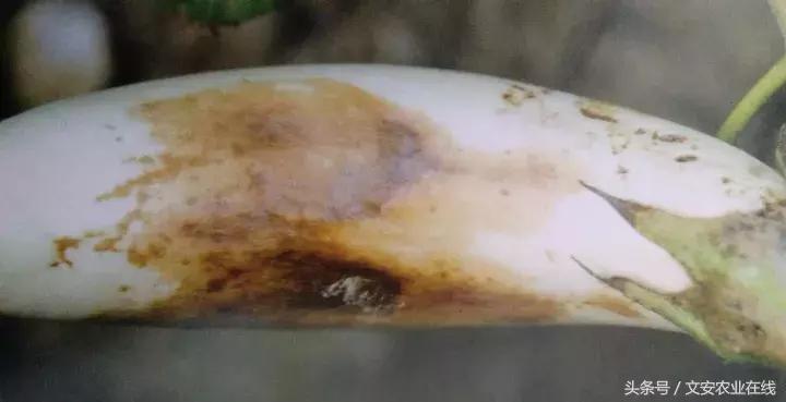 茄子的种植和管理及病虫害的防治,茄子蚜虫