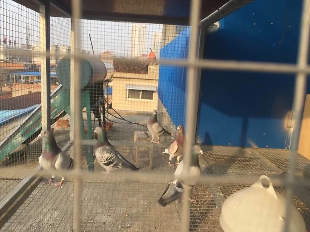 信鸽怎么出好幼鸽,鸽子冬季可以繁殖吗