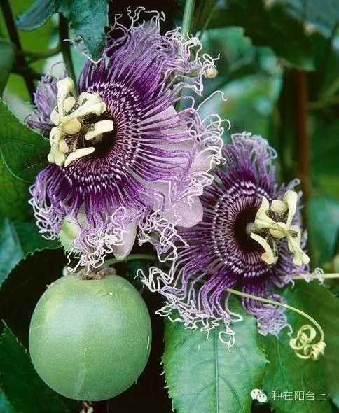 如何用各种水果的种子种植水果苗,水果种植技术水果苗