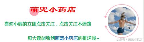 贵宾老咬人,老爱跑床上,怎么整改?给你支招!