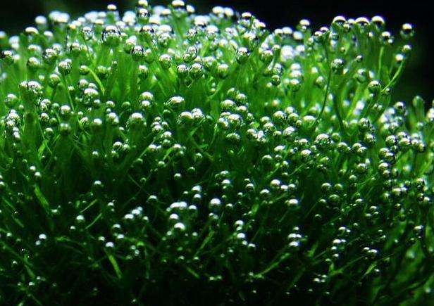 鱼缸里已经有水怎么种植水草种子,鱼缸造景的草怎么能养好