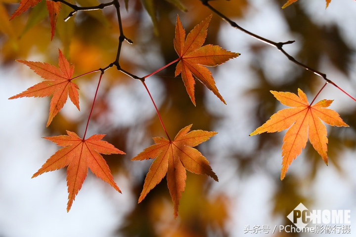 值得入手的数码相机平价佳能,佳能相机测评今年