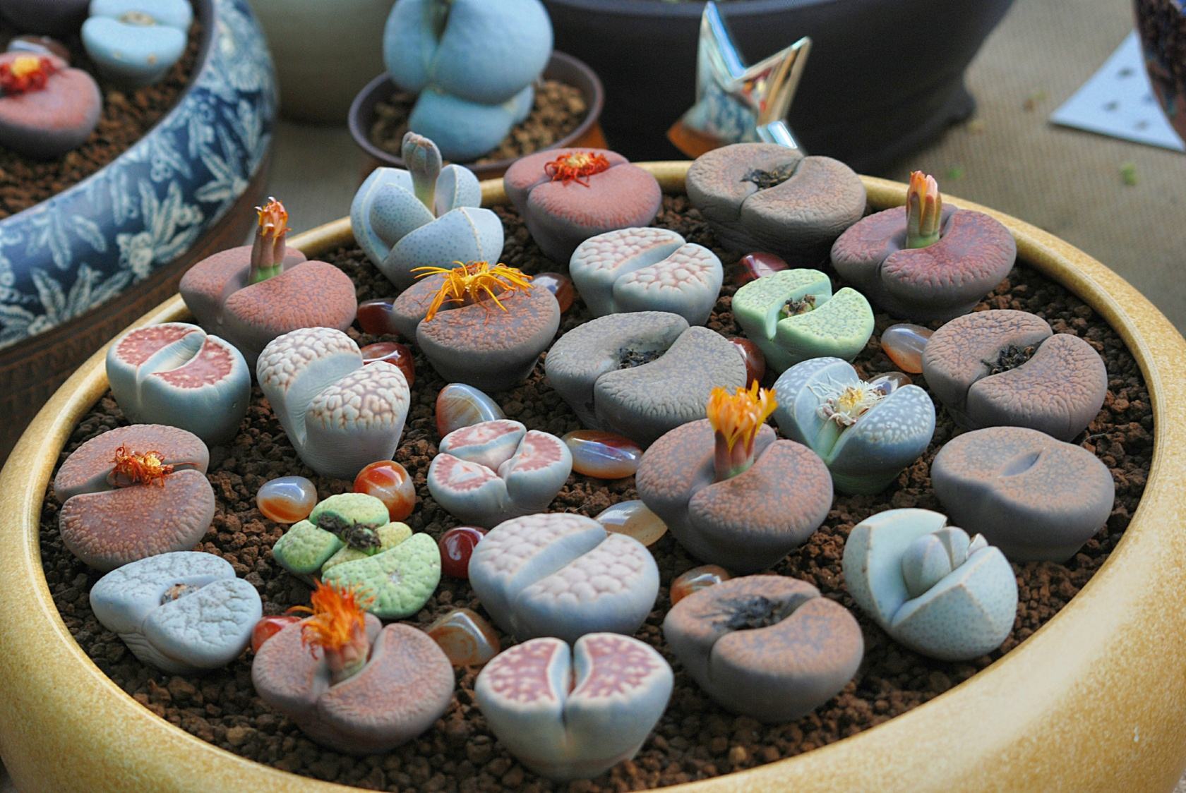 教你怎么养殖非常可爱的生石花，养生石花需要注意什么