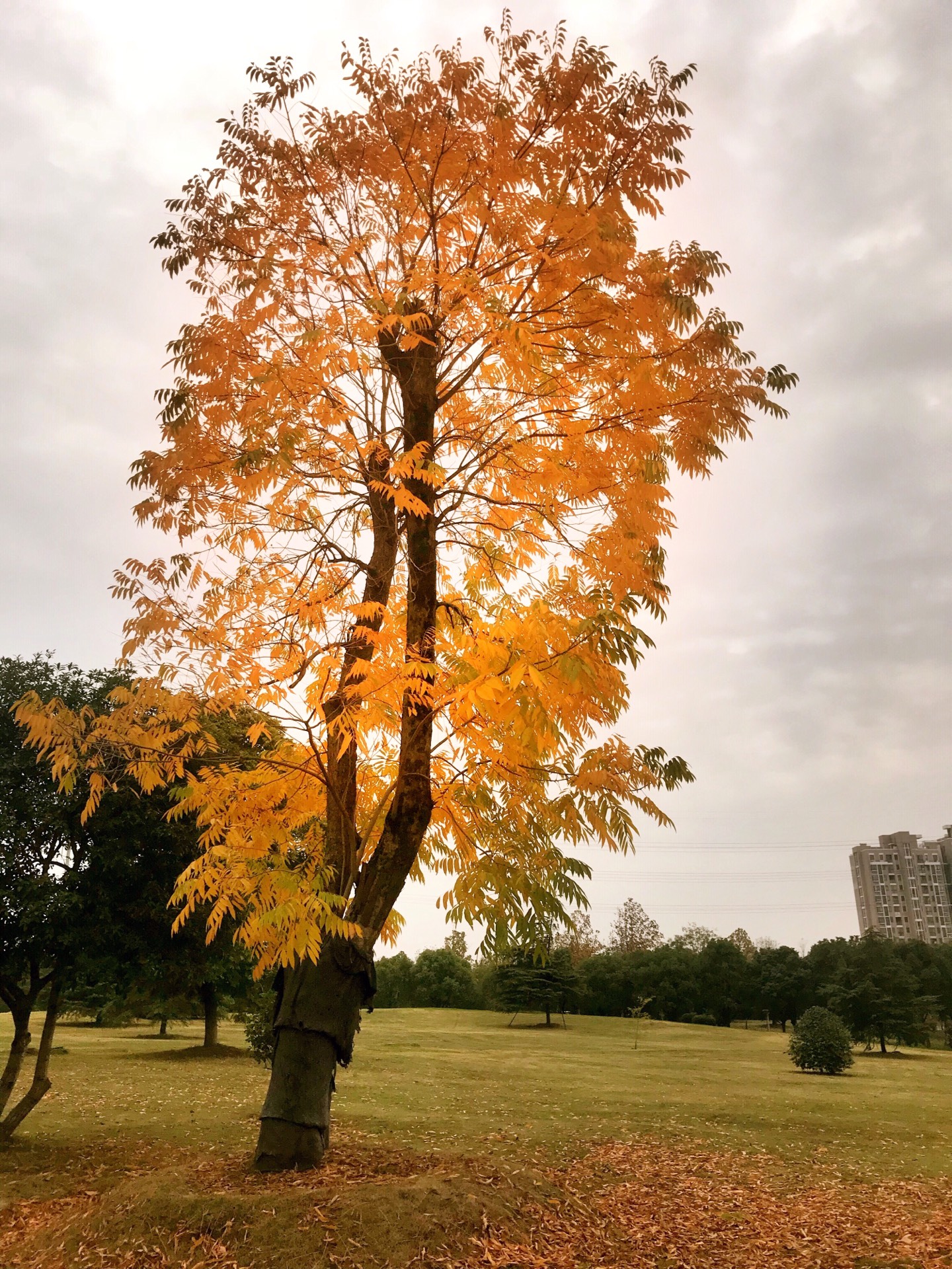 这是，浙师！双龙学者王辉教授眼中的师大，美不胜收！