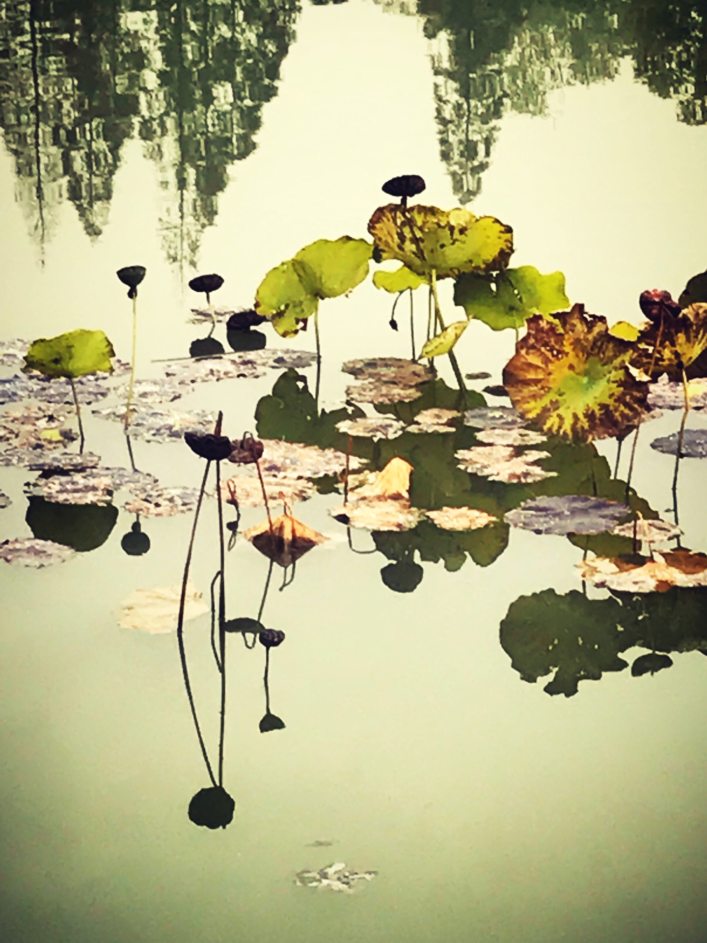 这是，浙师！双龙学者王辉教授眼中的师大，美不胜收！