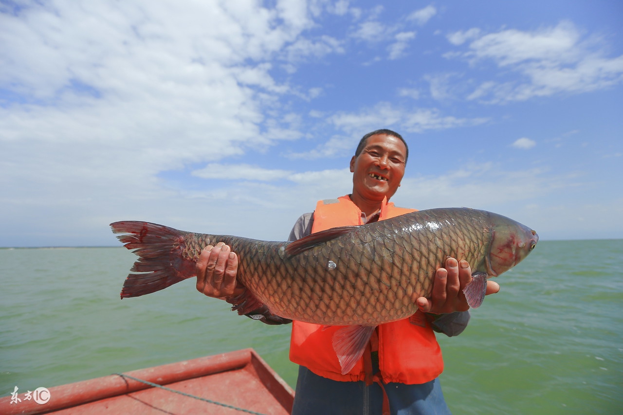 草鱼的老三种病,草鱼老三病怎样防治