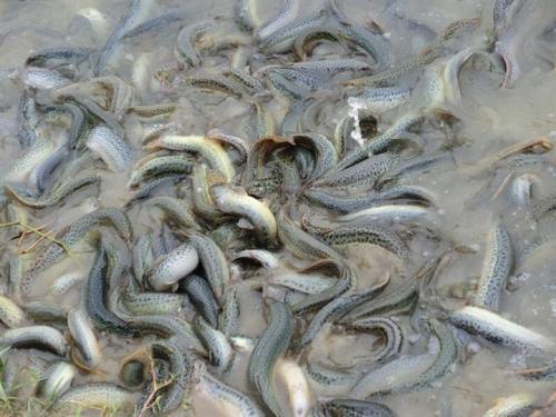 女子养泥鳅一年赚8000万,90后小伙2万元养泥鳅