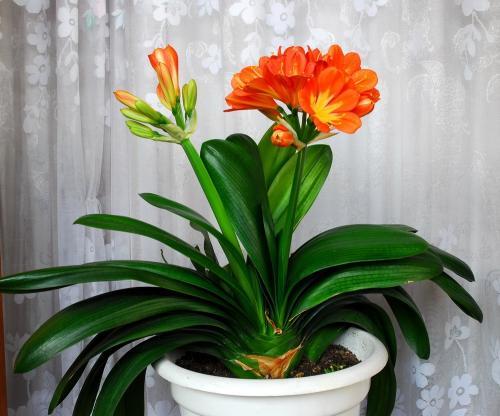 君子兰盆栽多久浇水最好,花卉君子兰浇水方法图