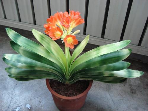 君子兰盆栽多久浇水最好,花卉君子兰浇水方法图