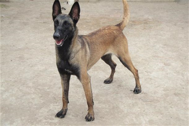 昆马犬幼犬该如何挑选,五十天马犬幼犬怎么挑选