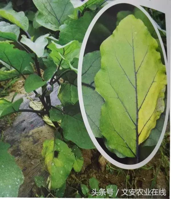 茄子的种植和管理及病虫害的防治,茄子蚜虫