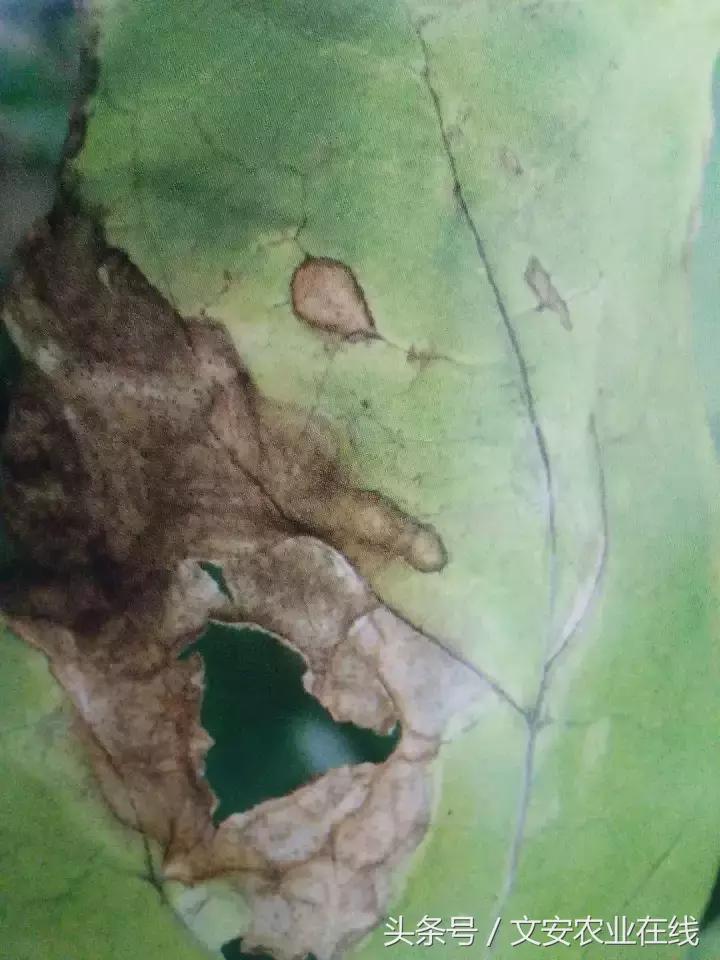 茄子的种植和管理及病虫害的防治,茄子蚜虫