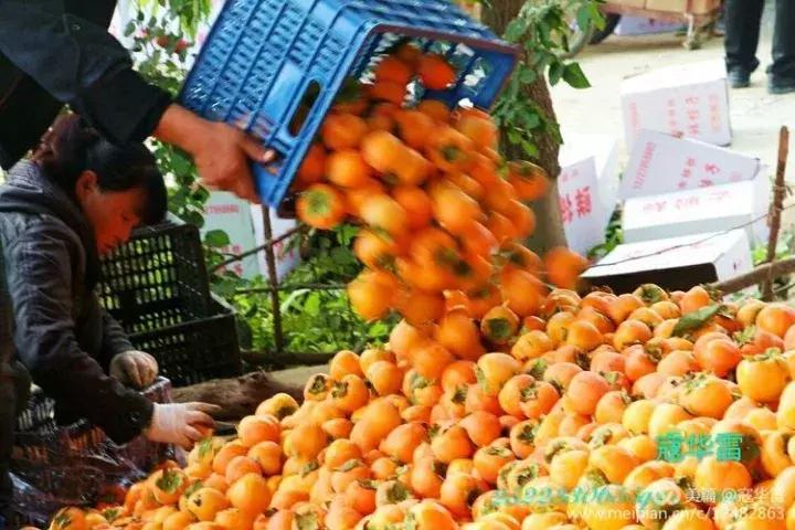 中国天然氧吧为什么是永寿,永寿槐林氧吧