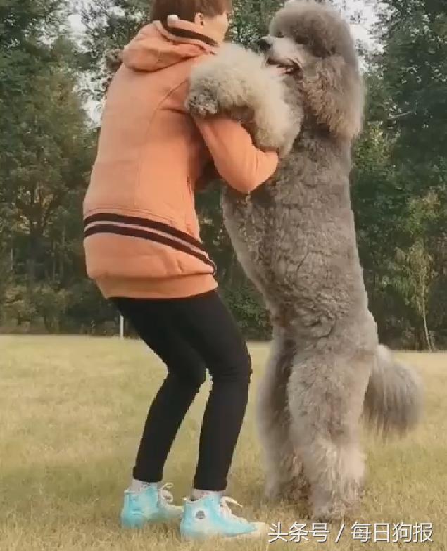 巨型泰迪排队抱主人腿,一米七高的巨型泰迪