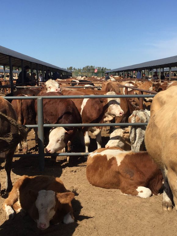 目前国内最大的牛羊交易市场,全国各大牛羊交易市场