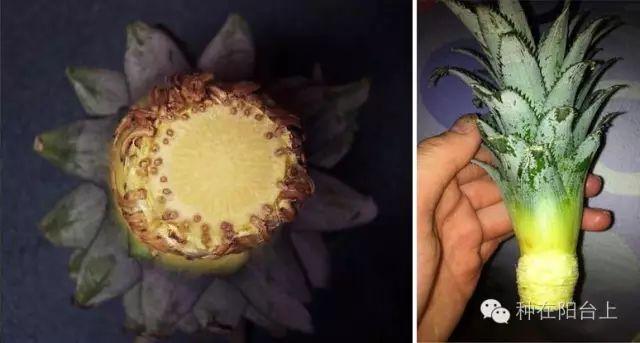 如何用各种水果的种子种植水果苗,水果种植技术水果苗