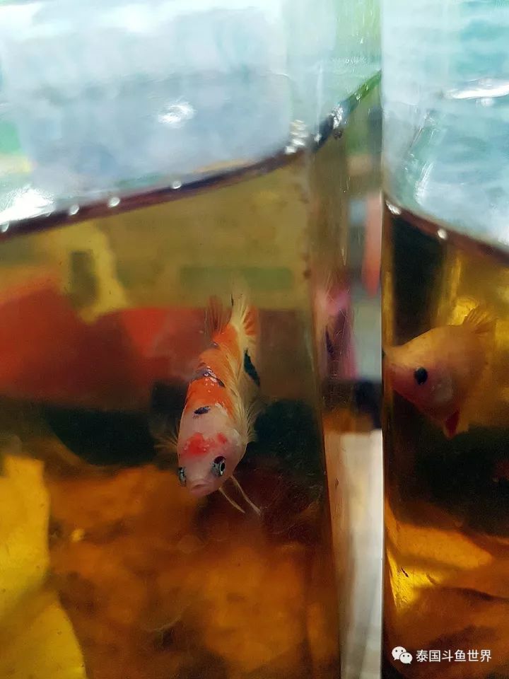 泰国斗鱼两日游攻略,泰国顶级斗鱼渔场两日游