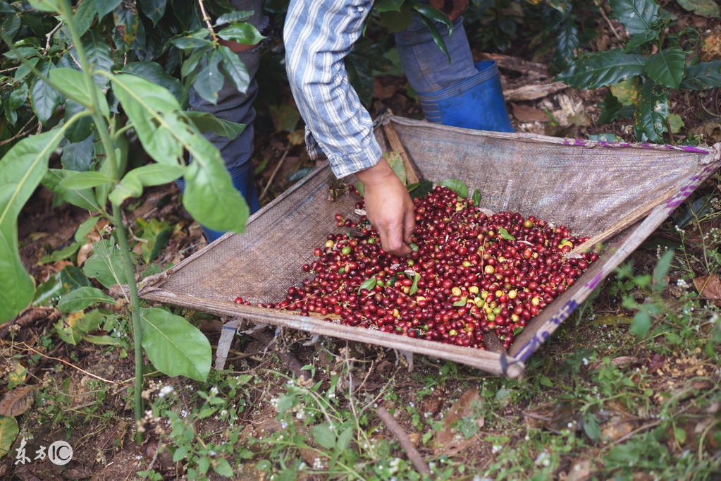 真正的咖啡是什么味道,蓝山咖啡提神效果好吗