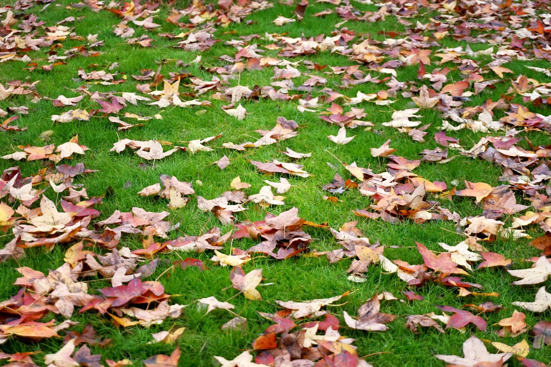 这是，浙师！双龙学者王辉教授眼中的师大，美不胜收！