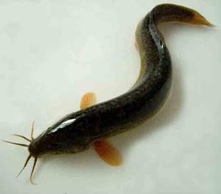 女子养泥鳅一年赚8000万,90后小伙2万元养泥鳅