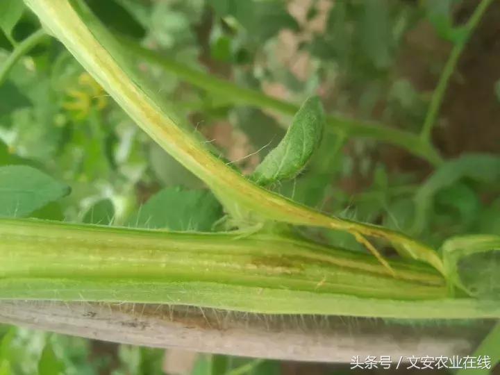 茄子的种植和管理及病虫害的防治,茄子蚜虫