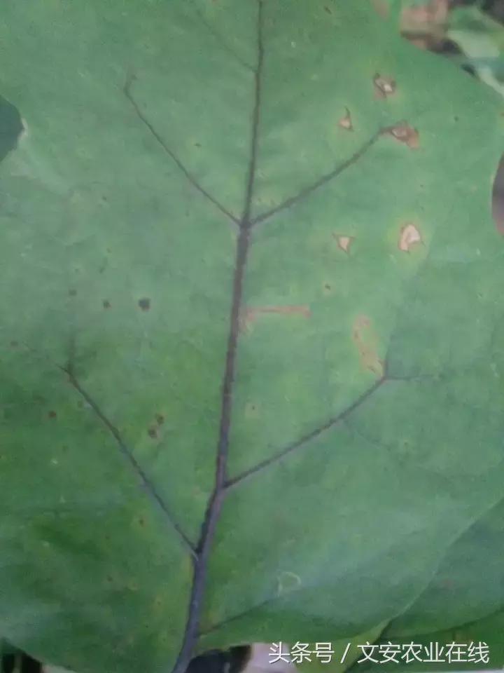 茄子的种植和管理及病虫害的防治,茄子蚜虫