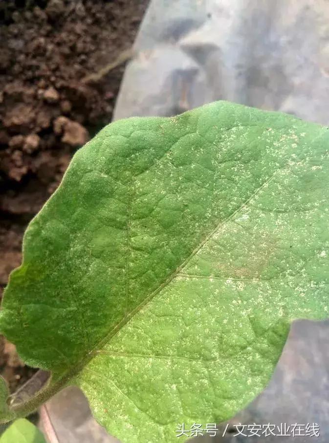 茄子的种植和管理及病虫害的防治,茄子蚜虫