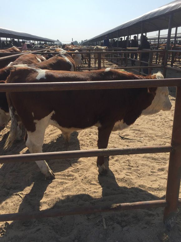 目前国内最大的牛羊交易市场,全国各大牛羊交易市场