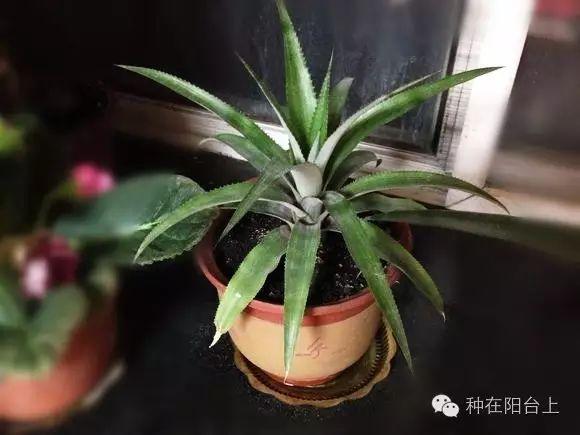 如何用各种水果的种子种植水果苗,水果种植技术水果苗