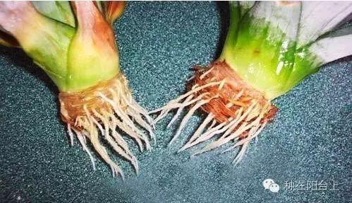 如何用各种水果的种子种植水果苗,水果种植技术水果苗