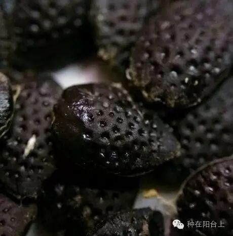 如何用各种水果的种子种植水果苗,水果种植技术水果苗