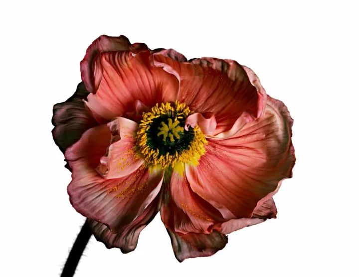 世界摄影大师经典作品欣赏,摄影100张世界摄影大师的黑白作品