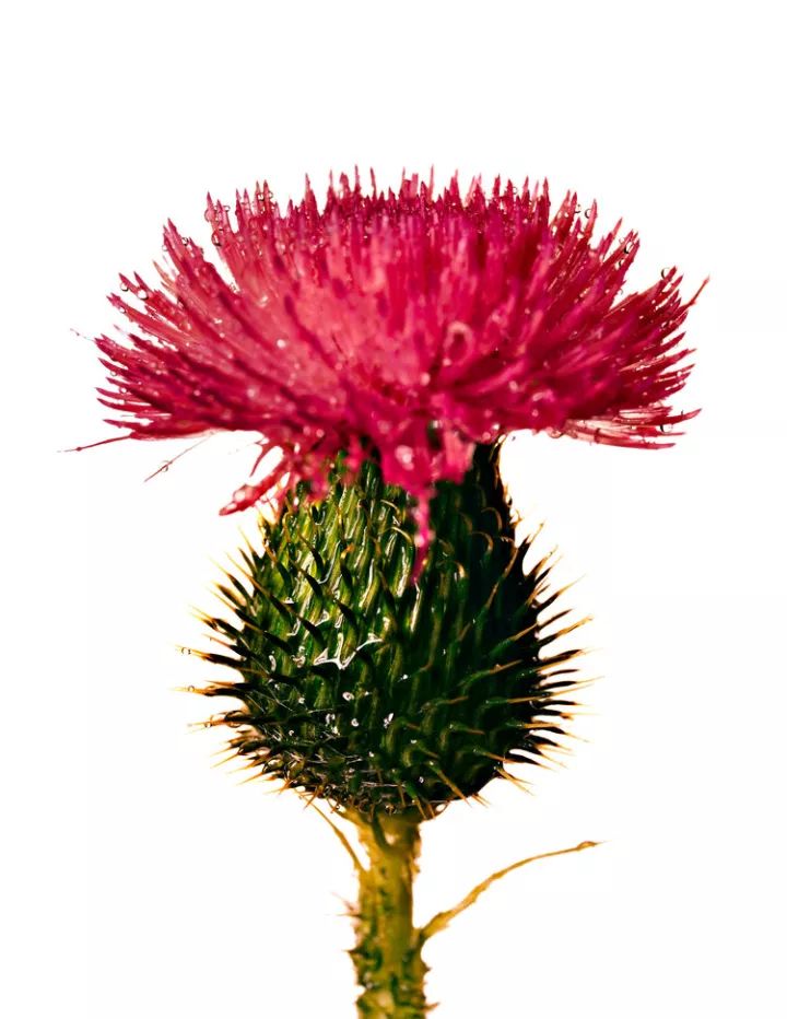 世界摄影大师经典作品欣赏,摄影100张世界摄影大师的黑白作品