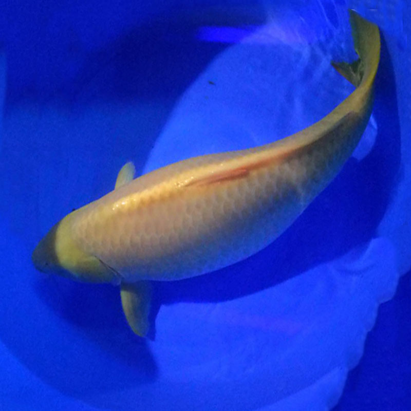 锦鲤的肢体语言分析,锦鲤的行为语言