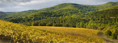 桃红葡萄酒原版,桃红葡萄酒品牌榜