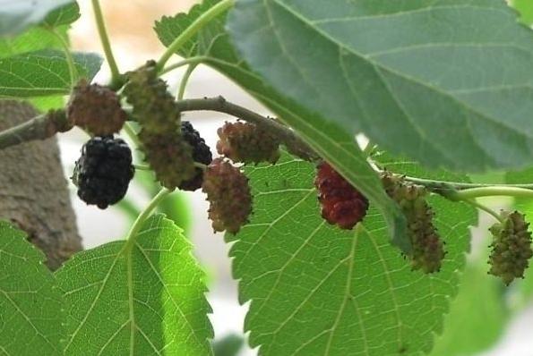 有这几个症状当心心梗正悄悄发生,心血管堵塞导致的心梗有什么前兆