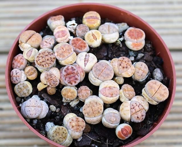 教你怎么养殖非常可爱的生石花，养生石花需要注意什么