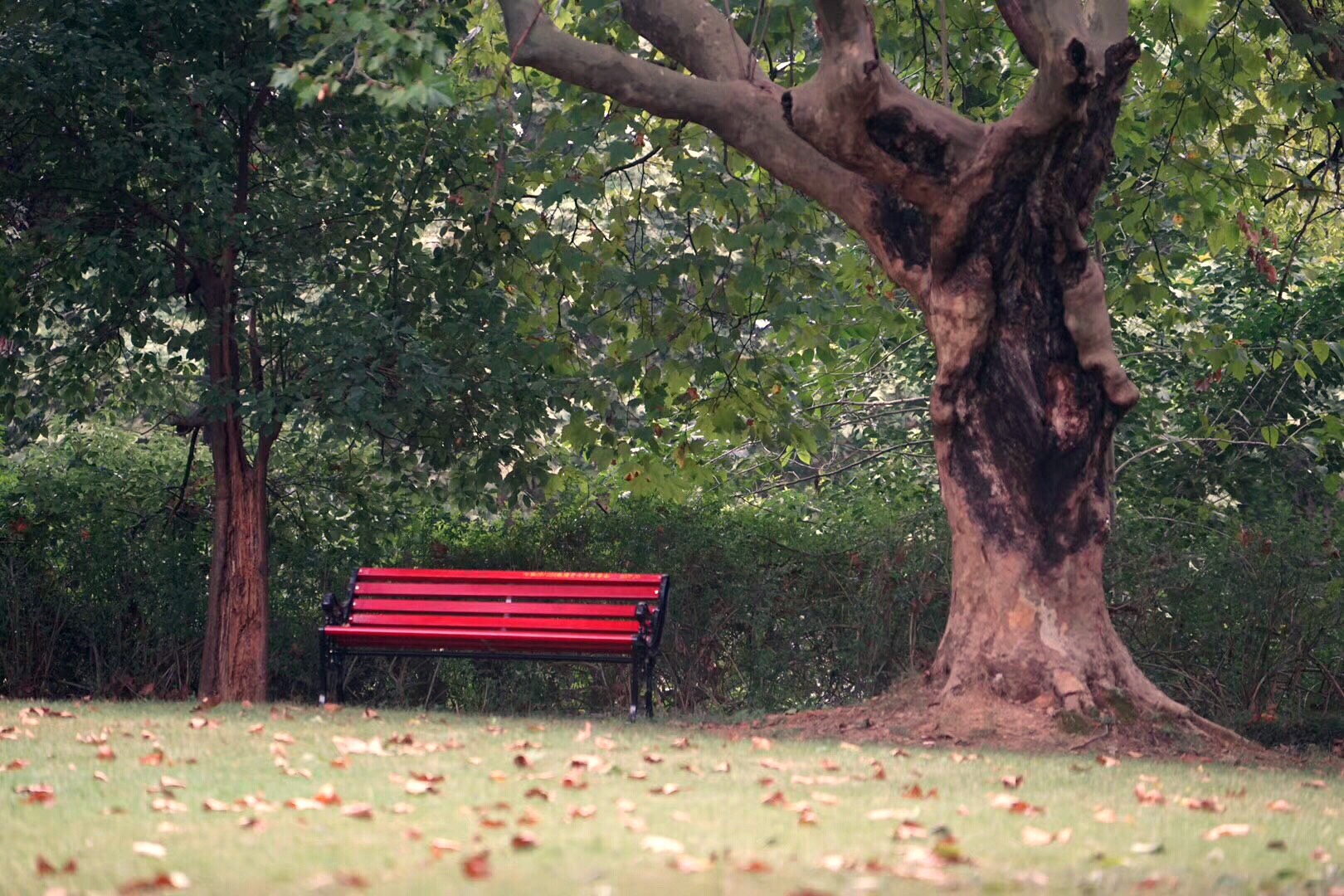 这是，浙师！双龙学者王辉教授眼中的师大，美不胜收！